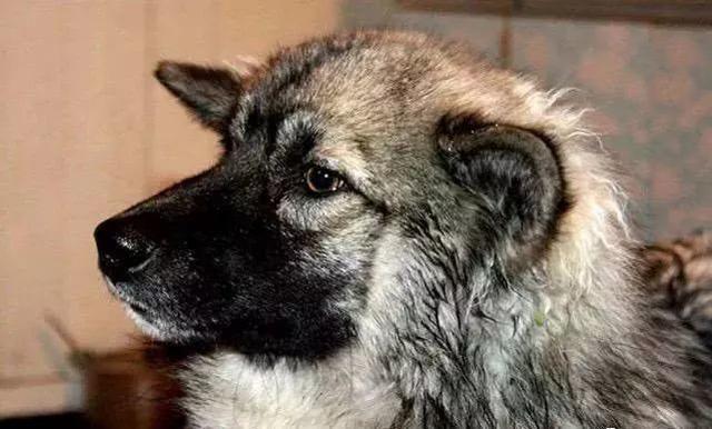 俄罗斯三岁女孩和爱犬失踪 11天后 狗独自咬着女孩的头绳回来了 腾讯新闻