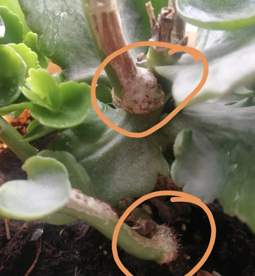 冬天养长寿花,遇到2种"情况"要当心,尤其是"白粉病"泛滥_腾讯新闻