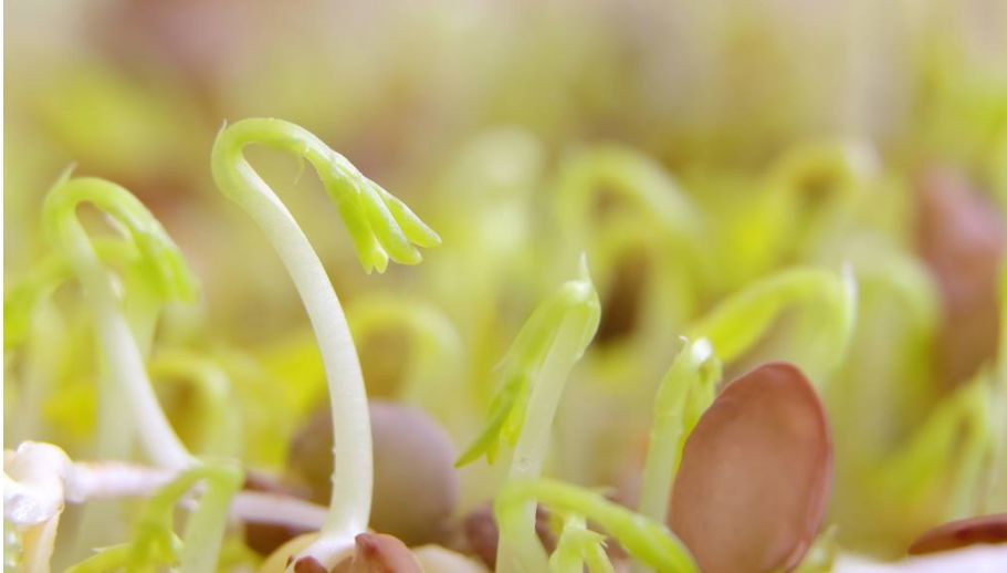 我家的扁豆9月5日   晴今天,妈妈给我带回一粒扁豆小种子,我高兴极了