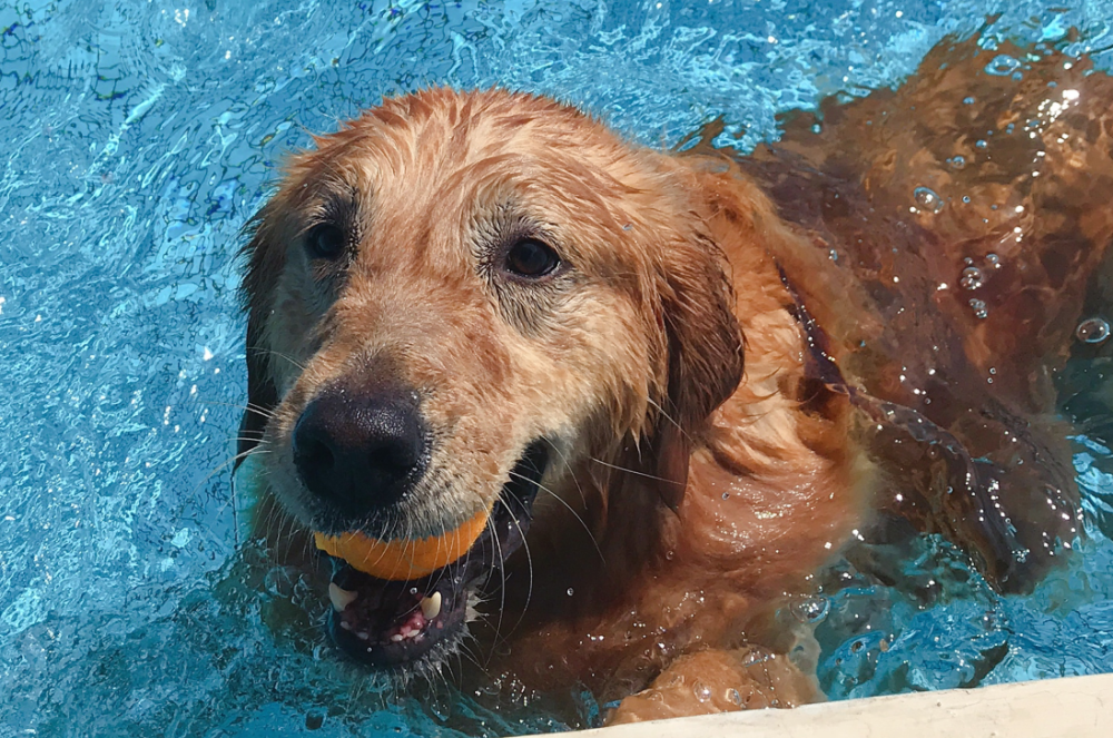 金毛狗狗竟然游泳这么厉害!