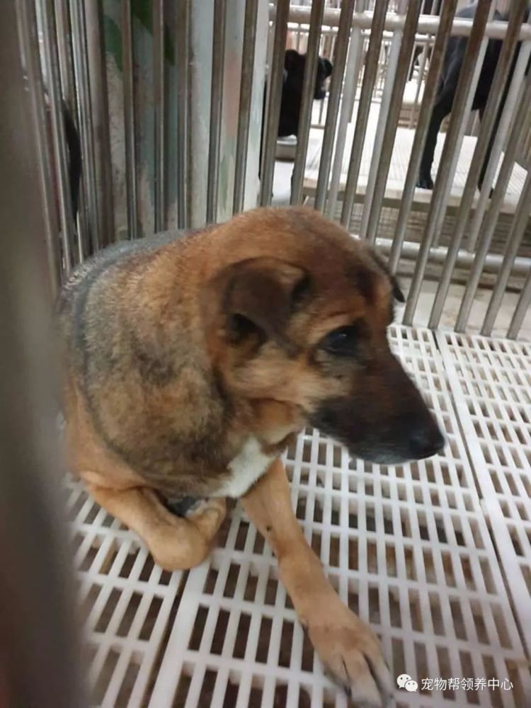 大黄守卫警局10年竟遭遗弃 而原因竟然只是因为它 腾讯新闻