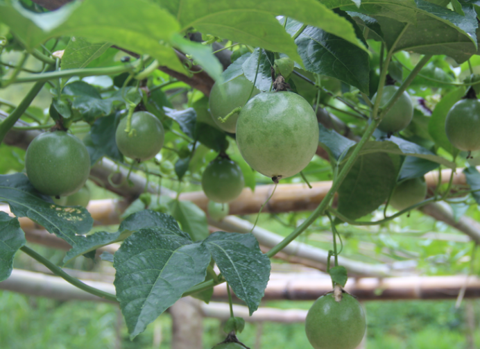 百香果|百香果不开花是什么原因？