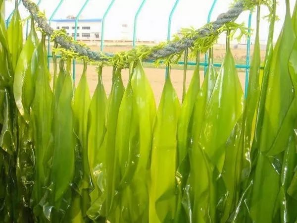 海带苗是海带生长前的幼芽,在保证每年成品海带所需的根苗后,剩余部分