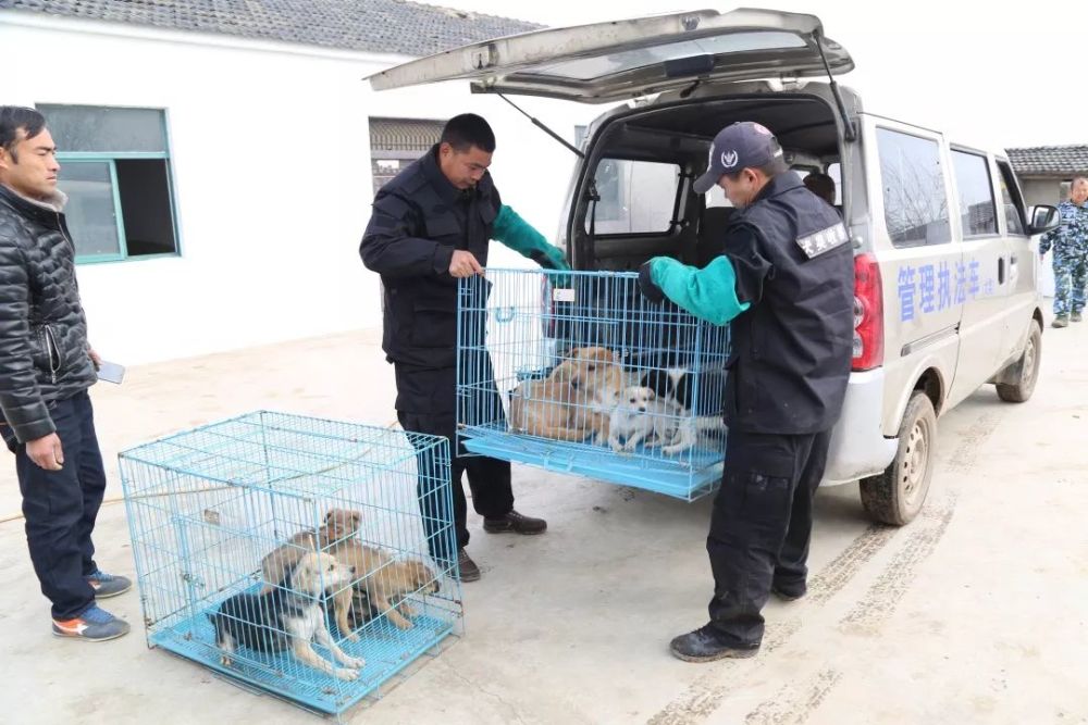 争当文明养犬人新年第一天城区抓捕流浪狗10余只