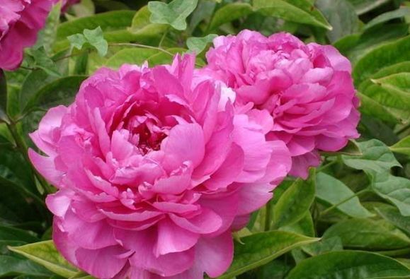 芍药花怎么养以及种植芍药的注意事项 腾讯新闻