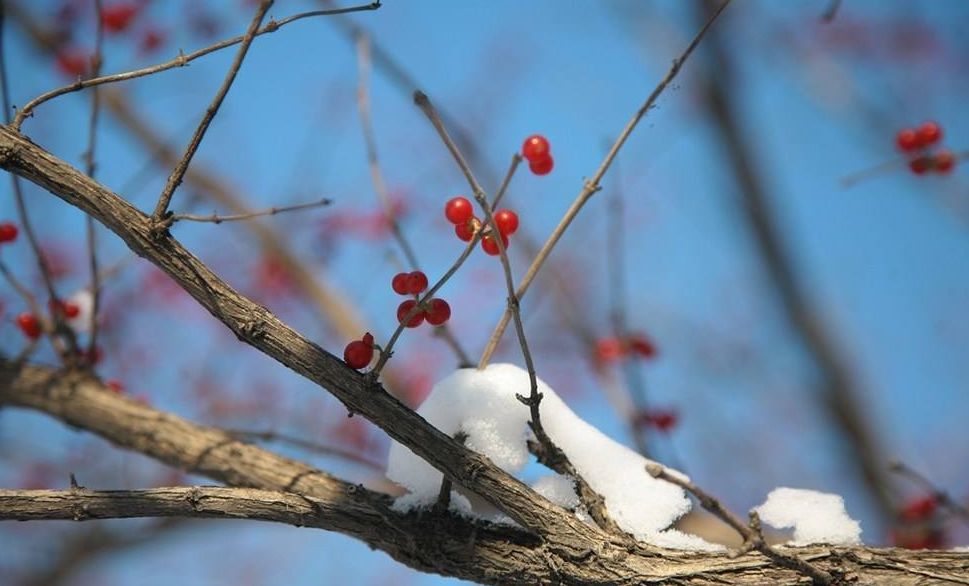 自有林中趣,谁惊岁去频