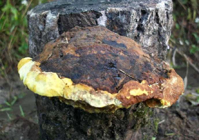 营养比灵芝要好,一斤价格能到100元,农民: