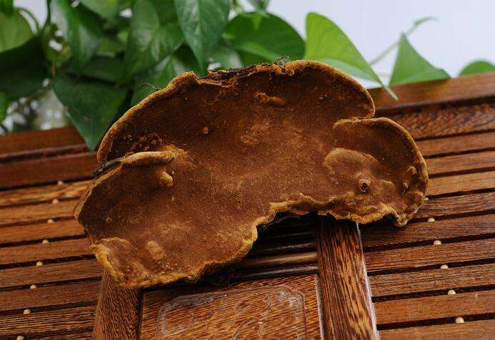 营养比灵芝要好,一斤价格能到100元,农民: