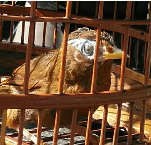 玩画眉鸟十年经验之谈