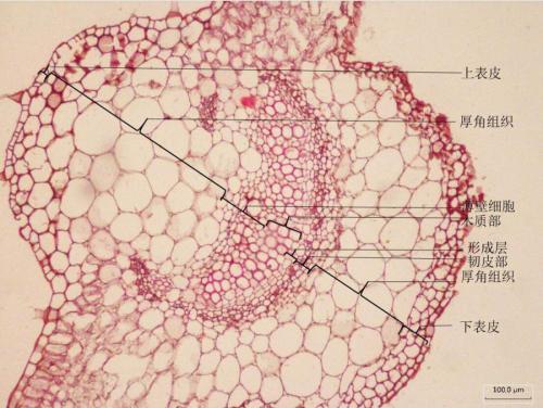 科普植物是否和动物一样有自己独立的想法
