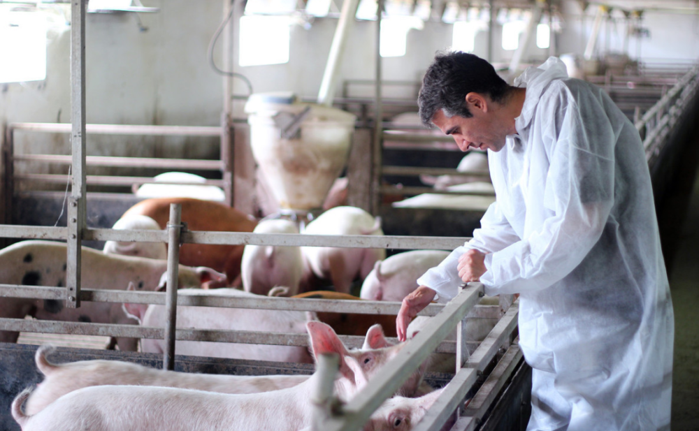为什么美国养猪成本比中国要低一半美国养殖户对猪做了什么