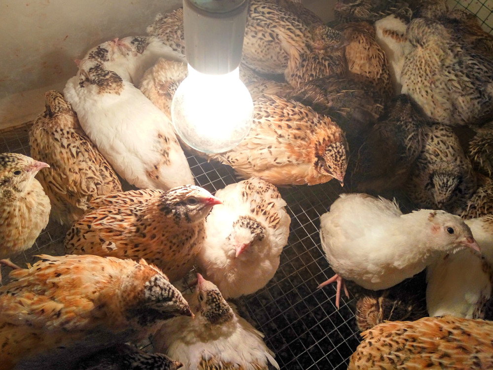 家庭养殖鹌鹑产蛋期的饲养管理要点