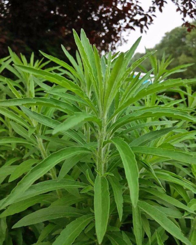 失去了蛔蒿的中国人并没有因此而患上蛔虫病,这是因为在1982年国家