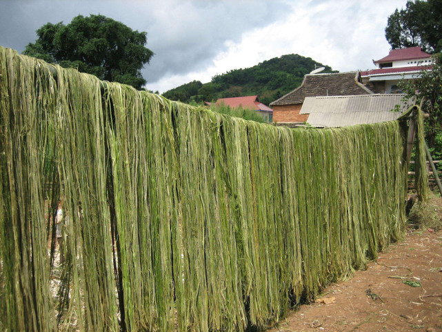 晾晒苎麻半成品3.扦插或压条.