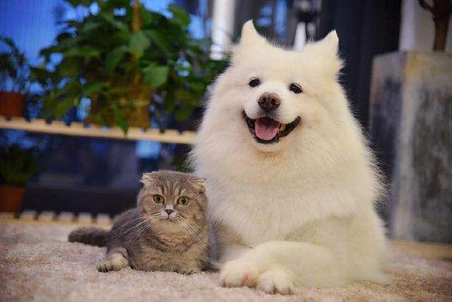 心理学 你喜欢养猫还是养狗 其实是你的性格决定的 腾讯新闻