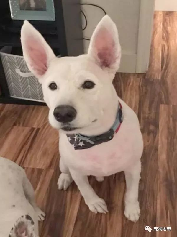 铲屎君带爱犬去做美容 事后 我的狗狗呢 腾讯新闻