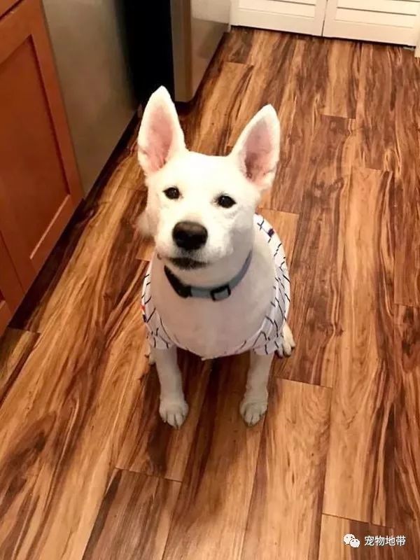 铲屎君带爱犬去做美容 事后 我的狗狗呢 腾讯新闻
