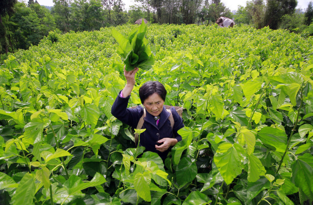 春蠶夏蠶和秋蠶期桑葉生長特點有何不同桑葉採收方法有哪些