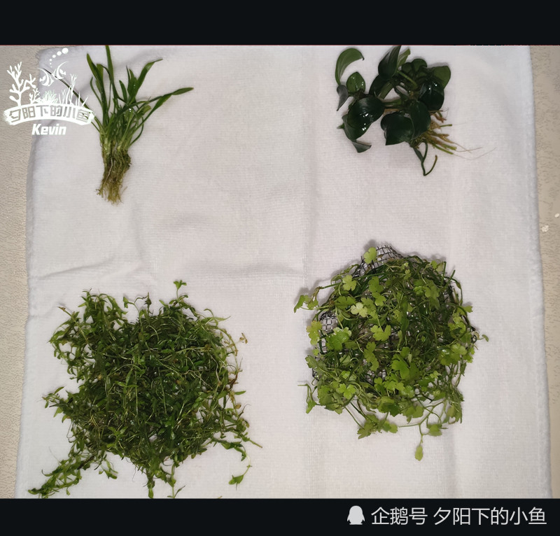 父子齐上阵 3步骤打造暖心水草缸 花钱不多 孩子开心 我满意 腾讯新闻