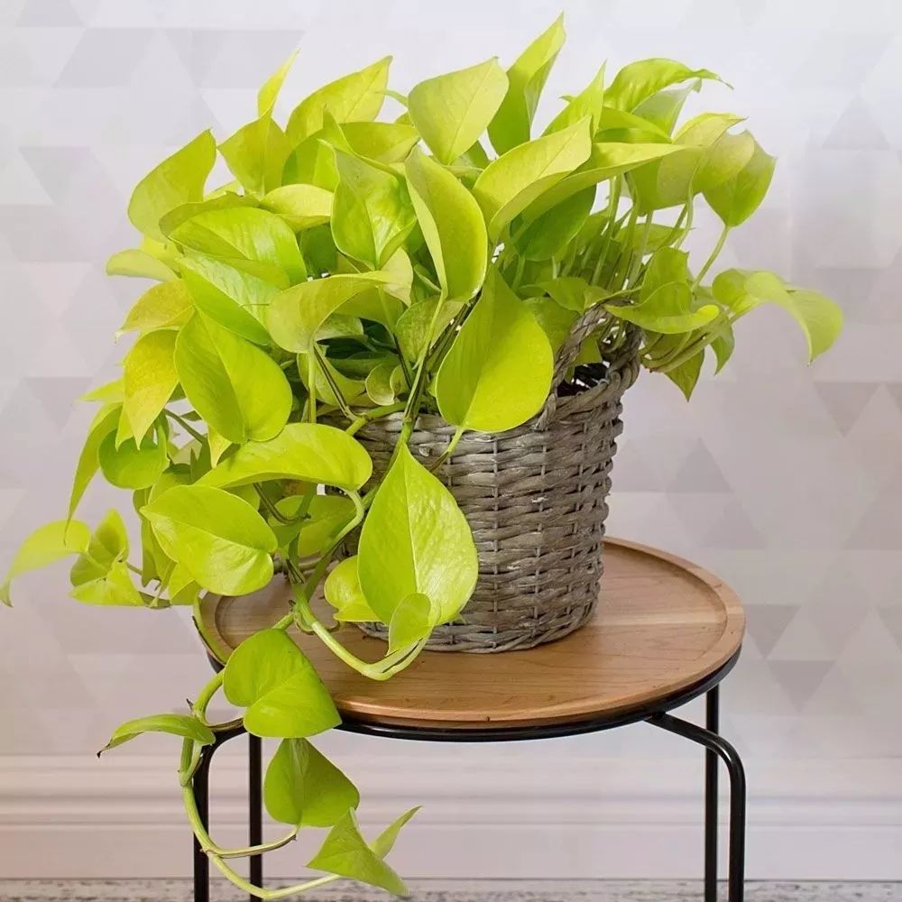 特耐阴的7种盆栽植物除了观叶植物绿植还有几种开花植物