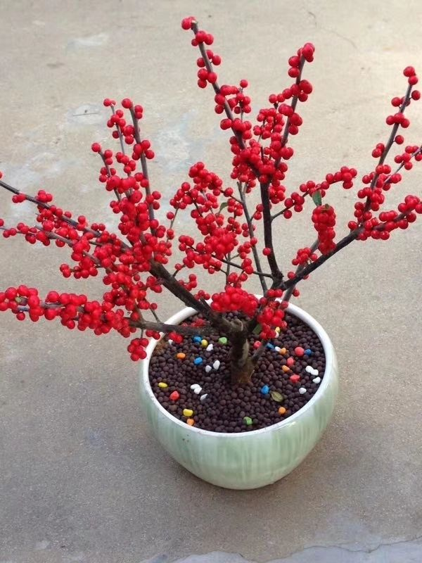 过年养盆它,枝上挂满红果子,喜气洋洋真好看