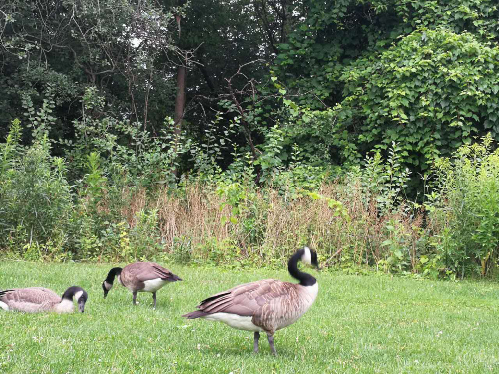 滑铁卢大学怎么样?除了加拿大鹅之外,真的是一