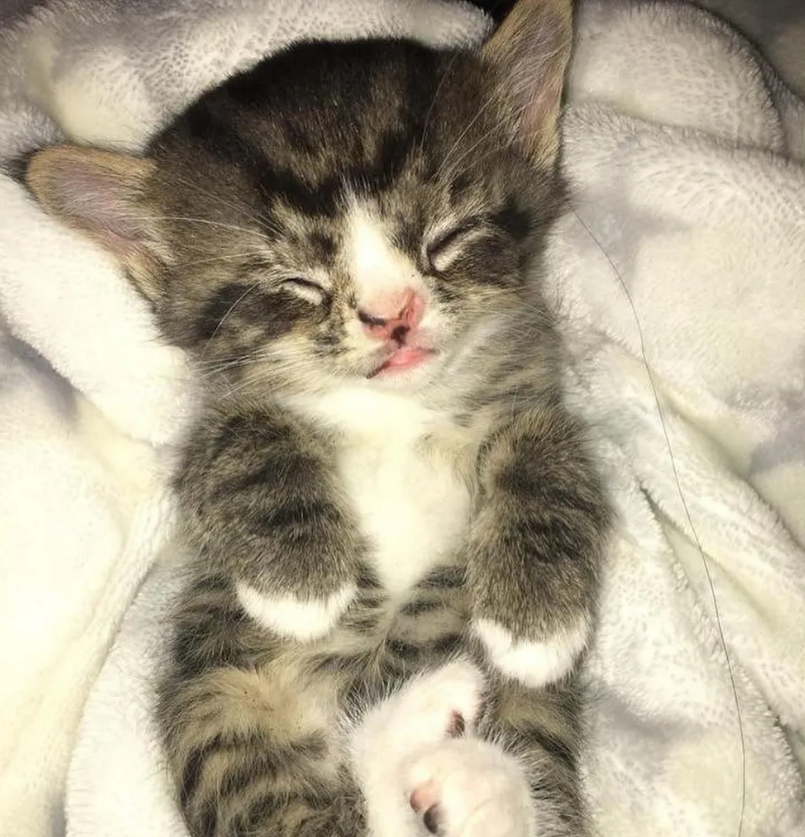 小笨猫跟着男子一直走回家,彼此相处一年后,女孩接替男子照顾它