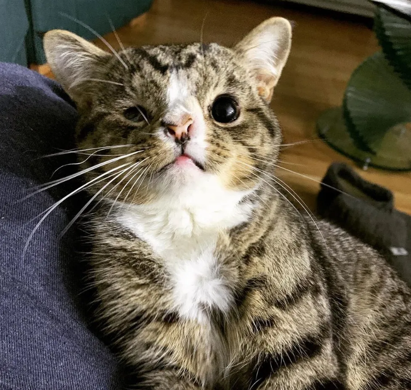 小笨猫跟着男子一直走回家,彼此相处一年后,女孩接替男子照顾它