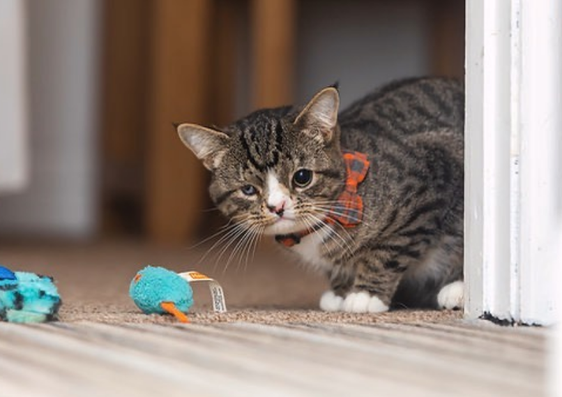 小笨猫跟着男子一直走回家,彼此相处一年后,女孩接替男子照顾它