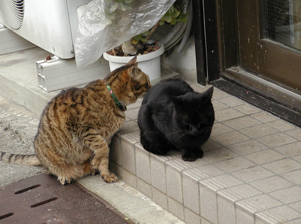 如何引导新猫和原住猫见面 若不按流程走 彼此可能有这5种行为 腾讯新闻