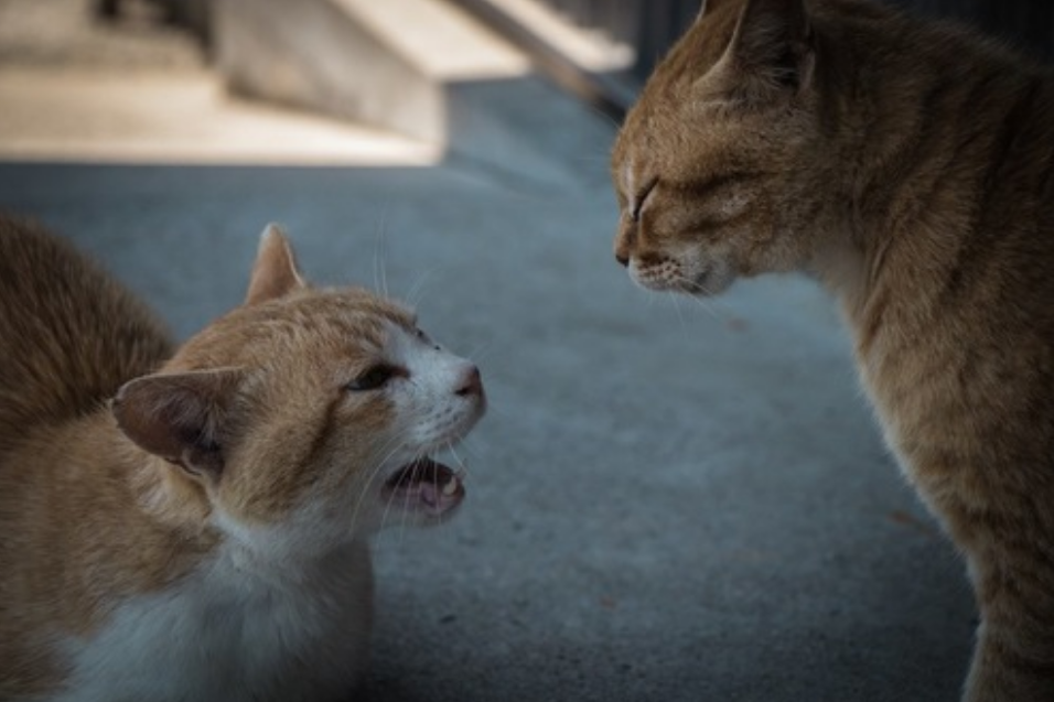 如何引导新猫和原住猫见面 若不按流程走 彼此可能有这5种行为 腾讯新闻