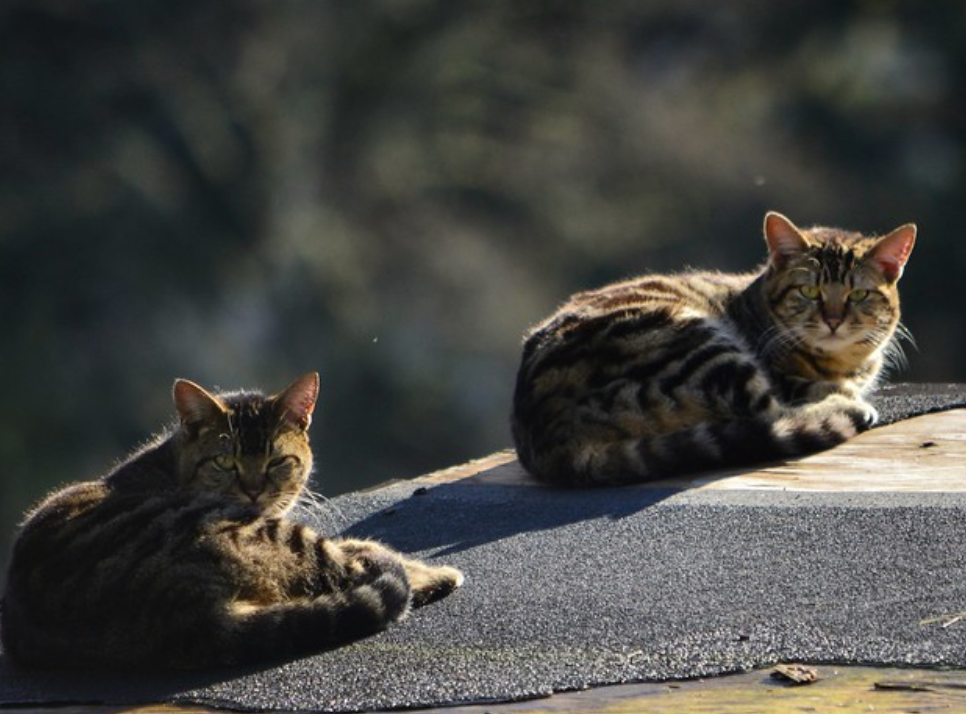 如何引导新猫和原住猫见面 若不按流程走 彼此可能有这5种行为 腾讯新闻