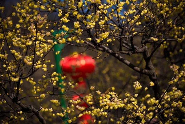 迎春花年宵花亮相上海植物園7大活動與你一起喜迎新年