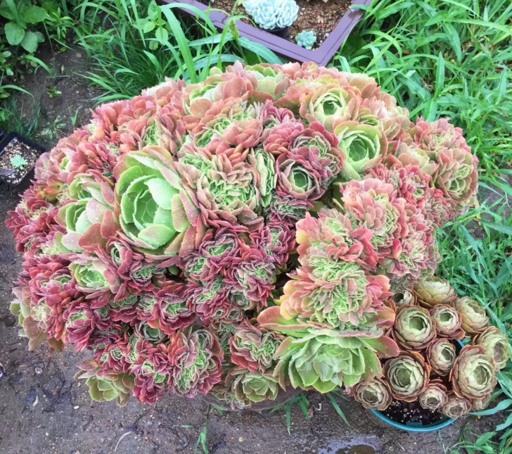 冬季在室内养护的多肉植物如何安全过冬 让多肉不腐不徒不长虫呢 腾讯新闻