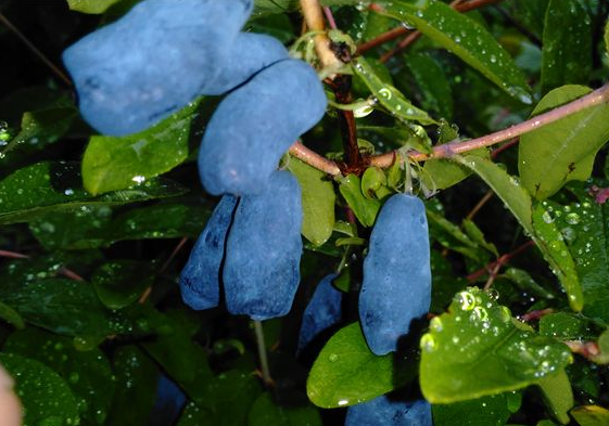 摘要:北方1种蓝色野果,花青素含量是蓝莓的13倍,极少数人吃过