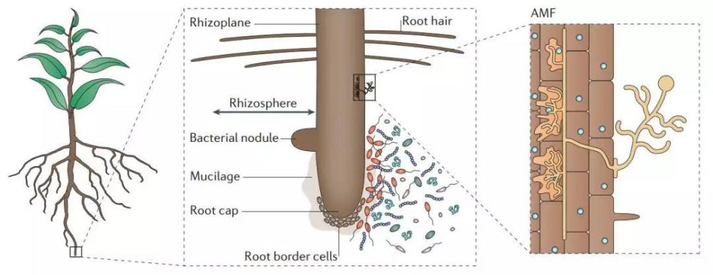 追 根 溯源 根际微生物大揭秘 腾讯新闻