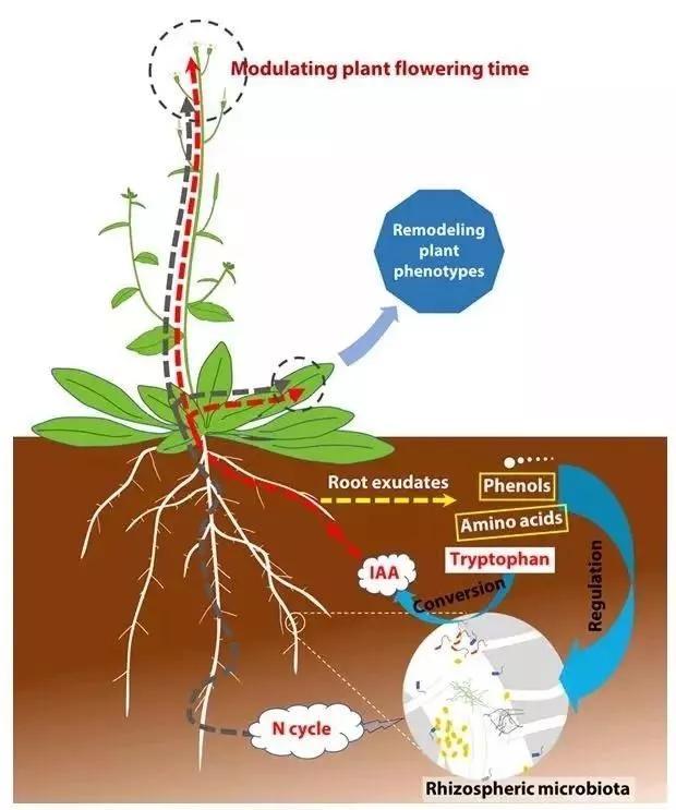 追 根 溯源 根际微生物大揭秘 腾讯新闻