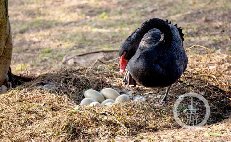 迎新年!黑天鹅晒蛋孵出天鹅宝宝