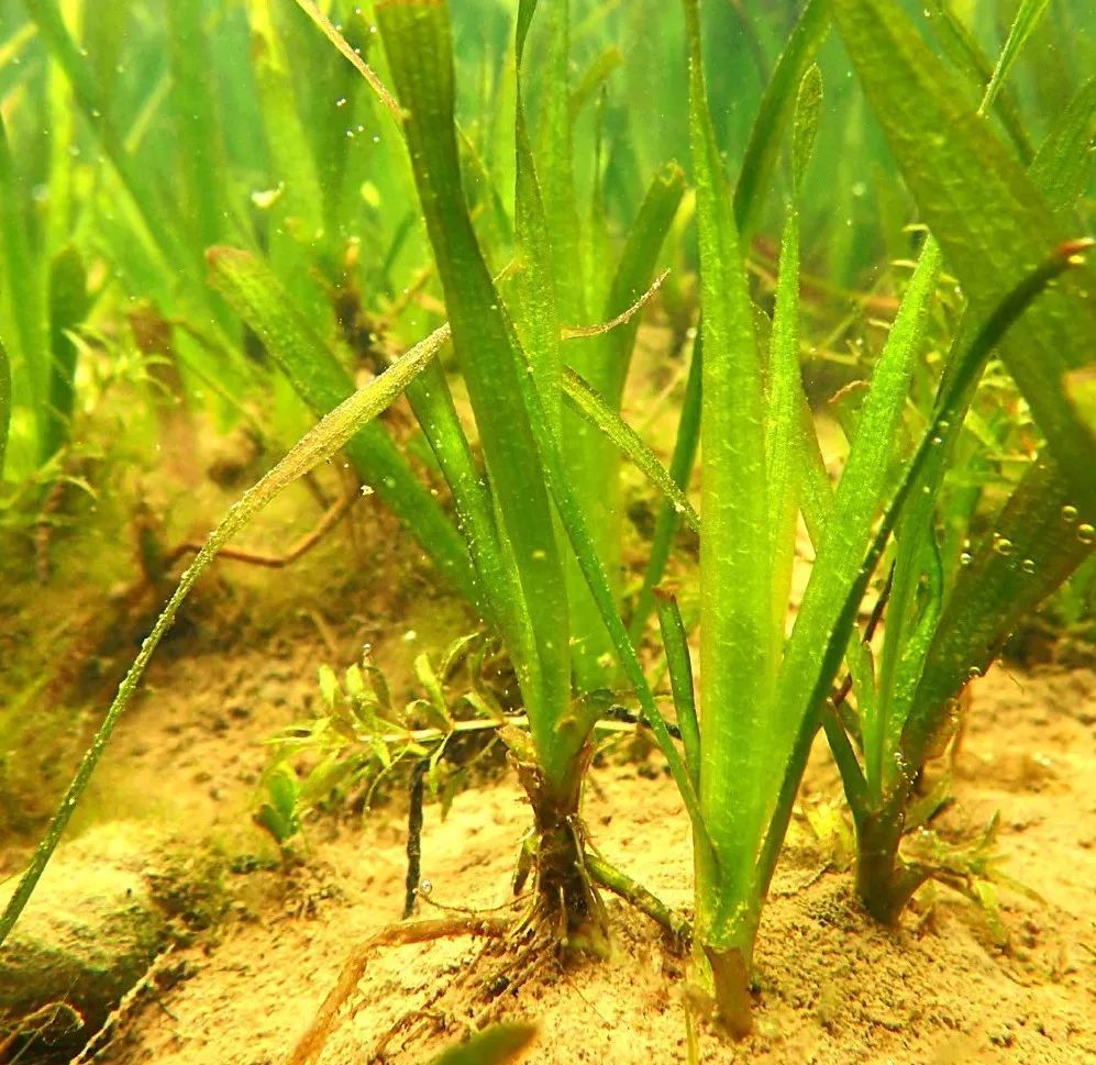 我国的三种苦草的主要特征:苦草叶脉光滑无刺,刺苦草和密刺苦草叶脉上