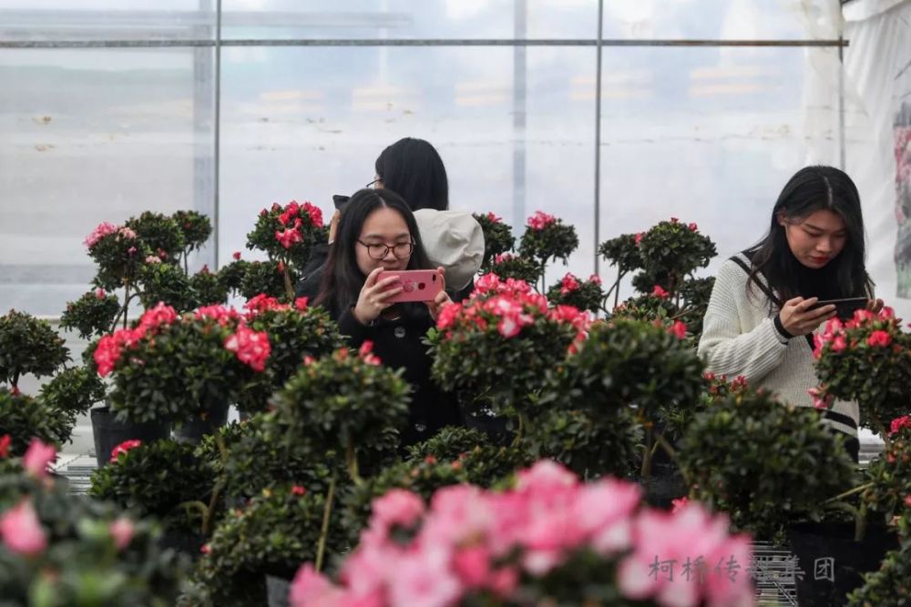 观光休闲 文化体验 这样的花市你见过吗 腾讯新闻