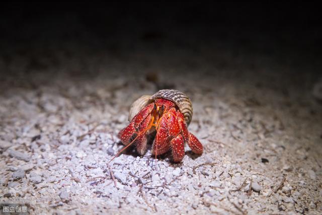 复古时尚红底波点螃蟹也能这么潮草莓蟹给你答案