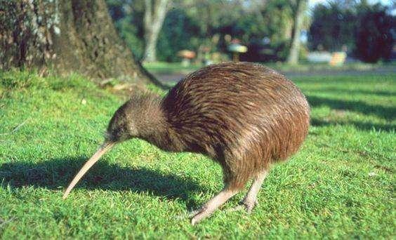 "几维",所以叫做几维鸟,又因为没有翅膀而叫无翼鸟,它还被叫做鹬鸵,因