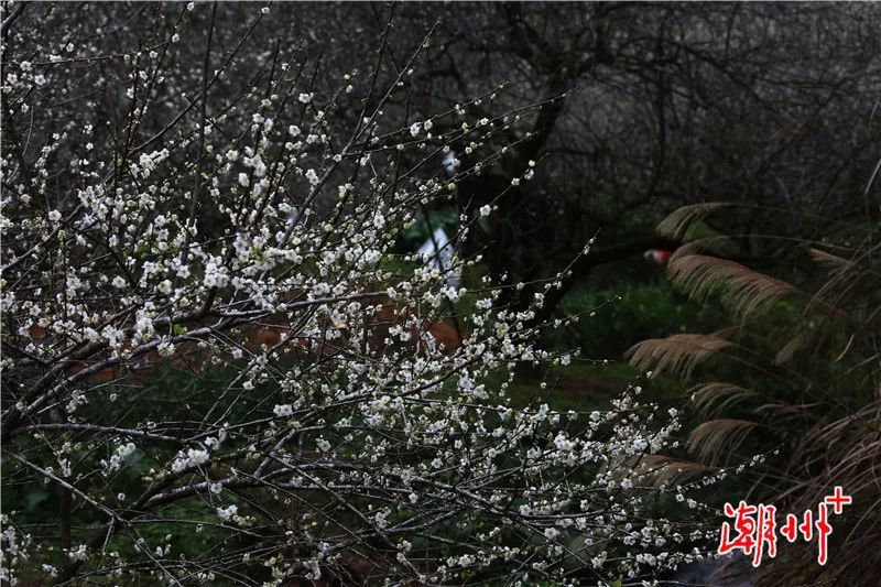 饶平县汤溪镇青竹径村漫山遍野的梅花竞相盛开,远远望去,好一幅白似