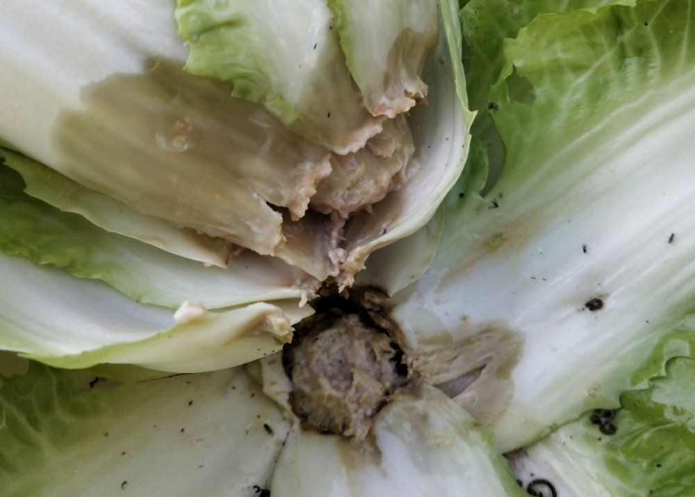 芹菜烂心怎么办防治心腐病的办法介绍