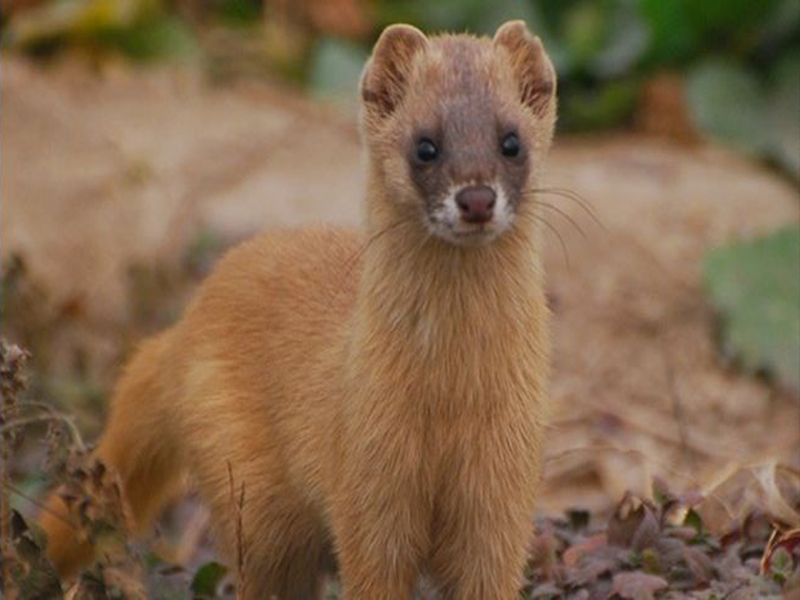 同样会释放臭气为何黄鼠狼让人讨厌但臭鼬却让人喜爱
