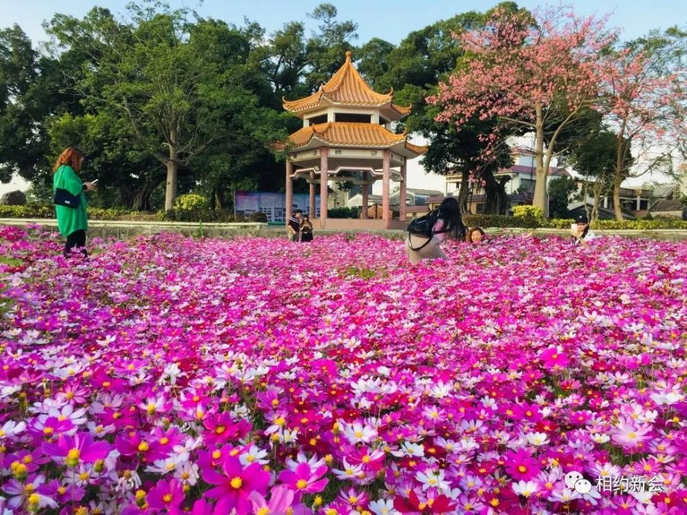 百日草在這裡也有一片醉美花海等著你大鰲鎮東風生態園新會大鰲鎮東風