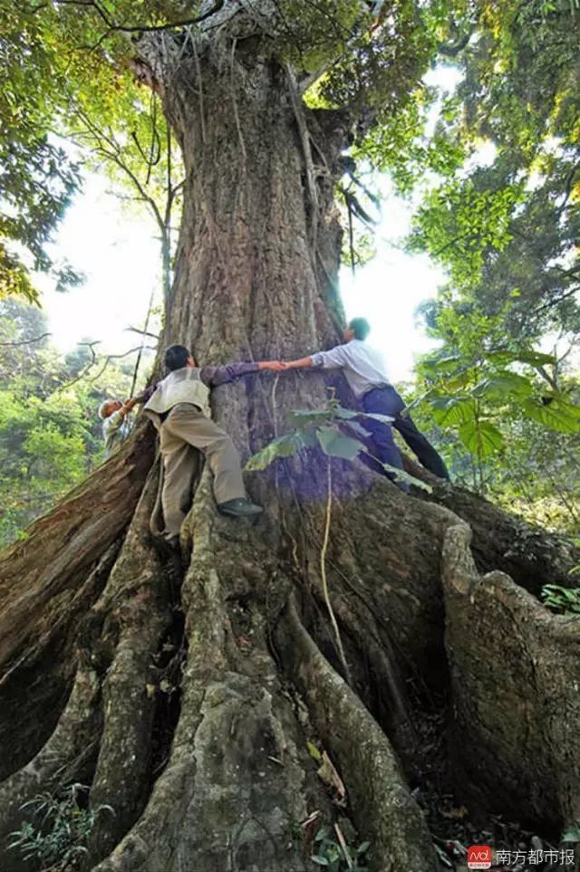 梅州這棵中國最美樹王開花了|附:廣東這六棵古樹入選中國最美樹王