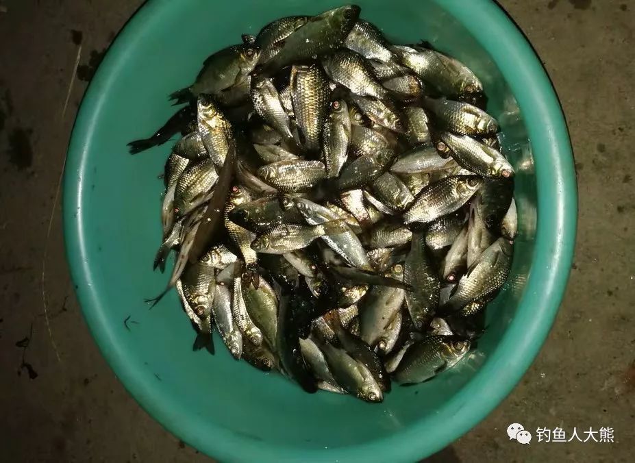 雨水中真有鱼卵吗 为何新挖的鱼塘没放鱼 下雨后很快就有鱼苗 腾讯新闻