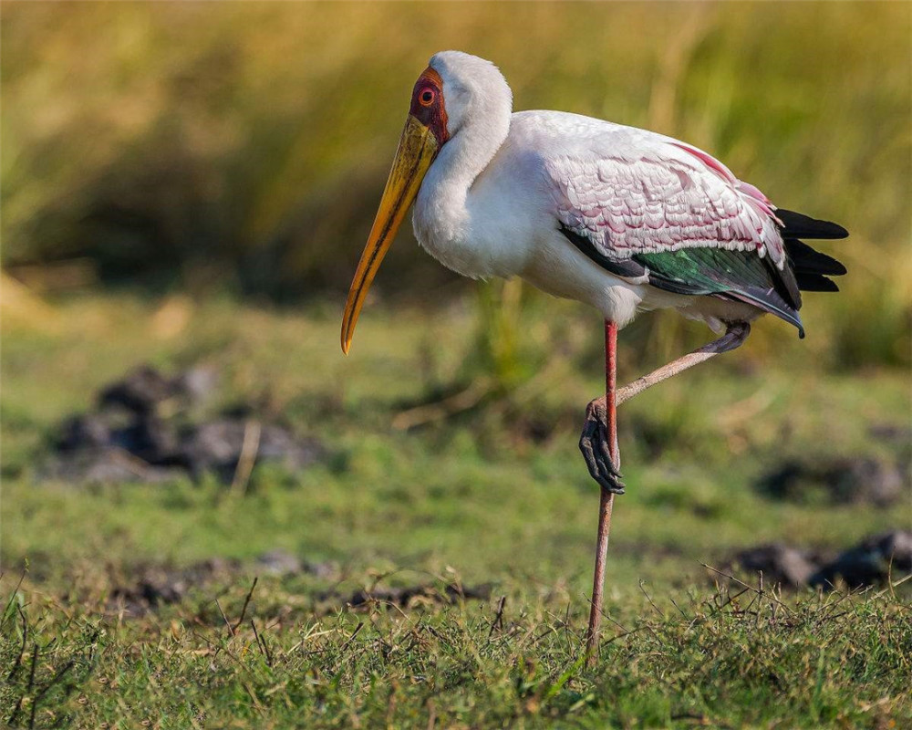 贵州这种鸟比朱鹮罕见红色长脚橙色长嘴都聚在树上建房子