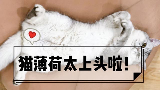 废喵是如何养成的 揭秘猫薄荷的真相 腾讯新闻